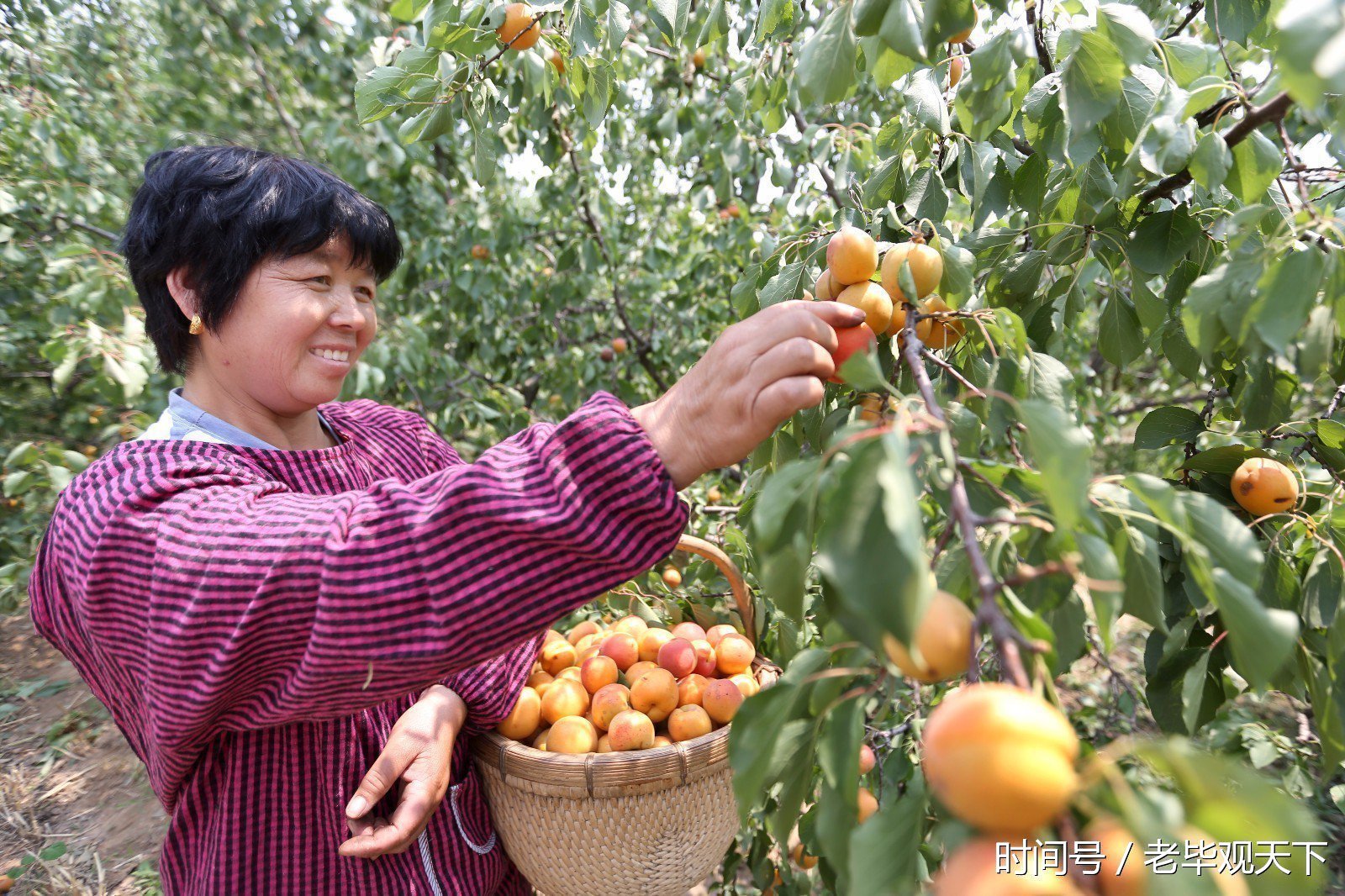 曾入京进上的贡品-- 四间房水尖嘴杏