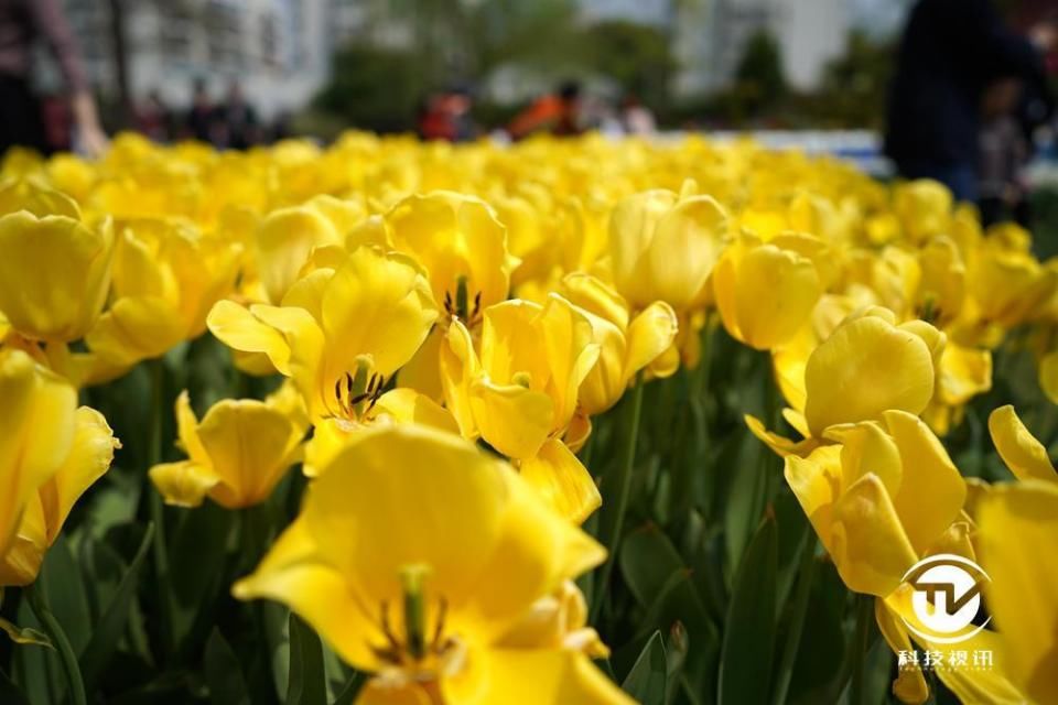 出色操控 优秀画质 索尼全画幅微单A7M3性能