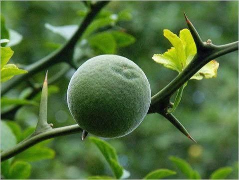 农村这种常见的树,全身长满刺,农民见了就砍,却