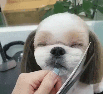 搞笑gif:一定要给我剪漂亮点,等会我要去约会