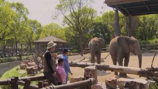 《卡酷动物园》20200328认识非洲象和亚洲象