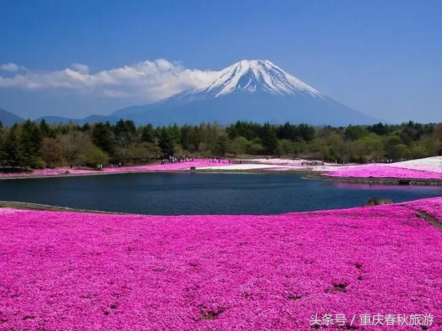 寻觅双古都芝樱花祭全景本州6日5晚经典游