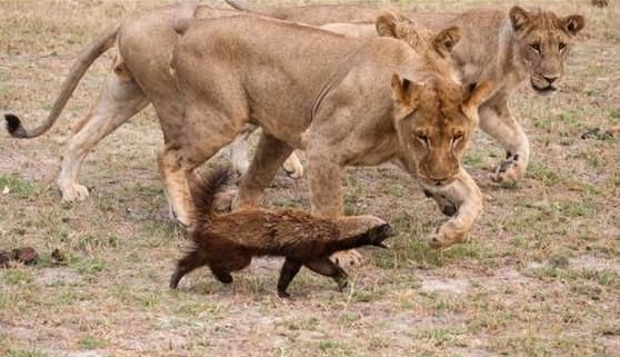 蜜獾:动物界的疯子,敢和狮子叫板,干起架来自己
