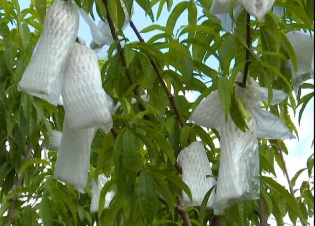 台湾果农回内地种果,果园里水蜜桃果满枝头,引