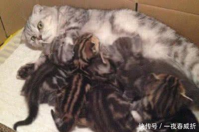 母猫生了一窝猫宝宝,母猫喂奶时的表情亮了,母