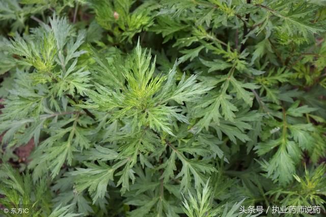 用艾草时不可大意,稍微不注意就可能中毒