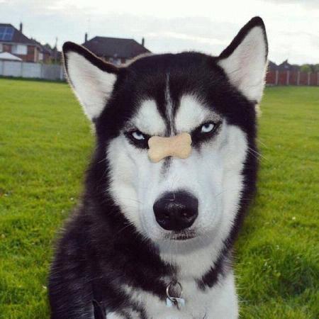 2017最新萌宠狗狗可爱搞笑图片 珍惜身边的每一个陪伴