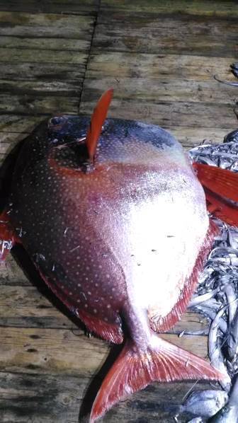 渔民捕200斤怪鱼被老总买走:捡到宝了 渔民捕200斤怪鱼被老总买走:捡到宝了