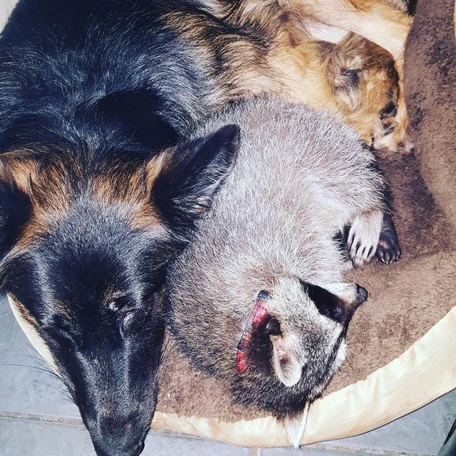 不爱出门的女孩遇见小浣熊之后.