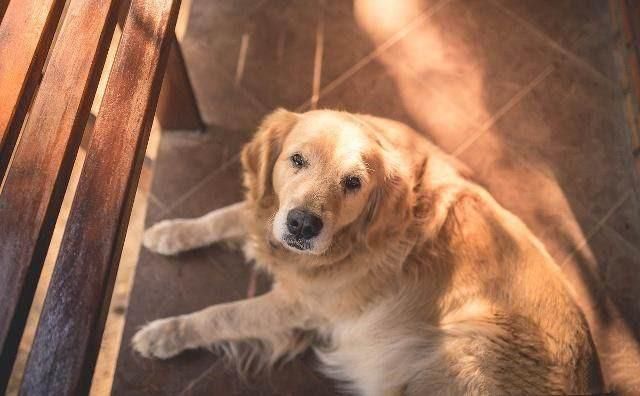 什么狗对主人最忠诚?十大世界上最忠诚的狗排