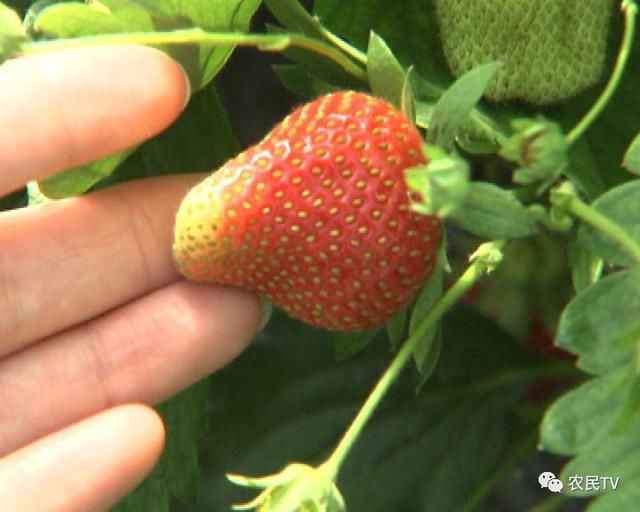 黄瓜发苦,草莓太甜,到底是咋回事?农博士一块儿告诉你!