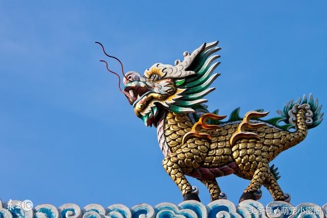 这哈士奇纯不?卖家要1000块 网友:这是野生麒麟,长大还会喷火