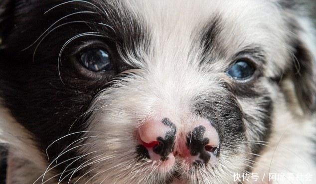 狗主人发现自家狗狗两只鼻子,悉心照料一点都不嫌弃