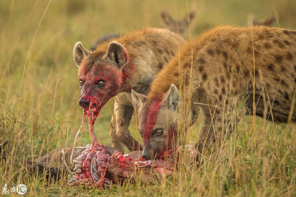 鬣狗和秃鹰争夺食物的画面太震撼了,摄影师还健在吗?