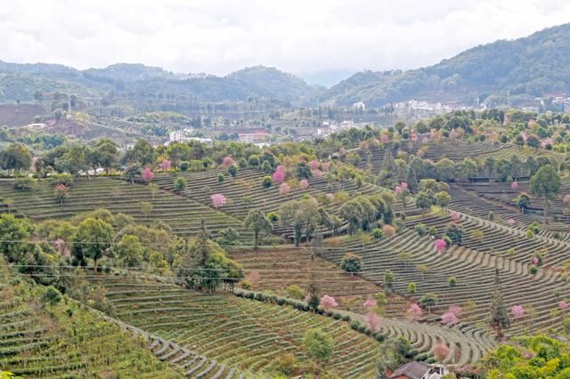 茶城观景台(丫头乱步摄)