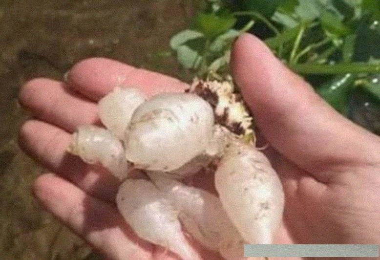 农村藏在路边的水晶萝卜,至今都不知道叫啥,