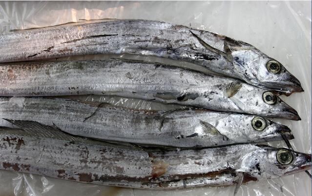 带鱼肚里发现鱼钩,吃到这样的带鱼后果不堪设