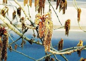 这种花俗称毛毛虫不仅能吃还入药,农民种植收