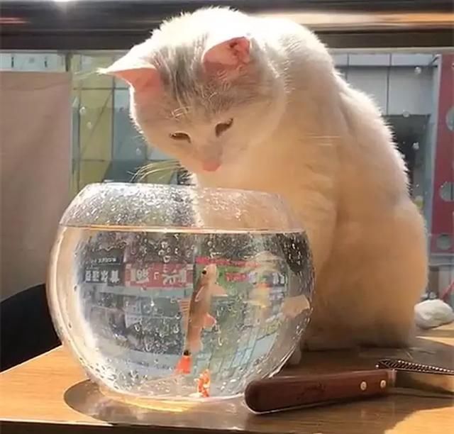 猫咪蹲在鱼缸旁边,吓得小鱼装死:我死了不新鲜