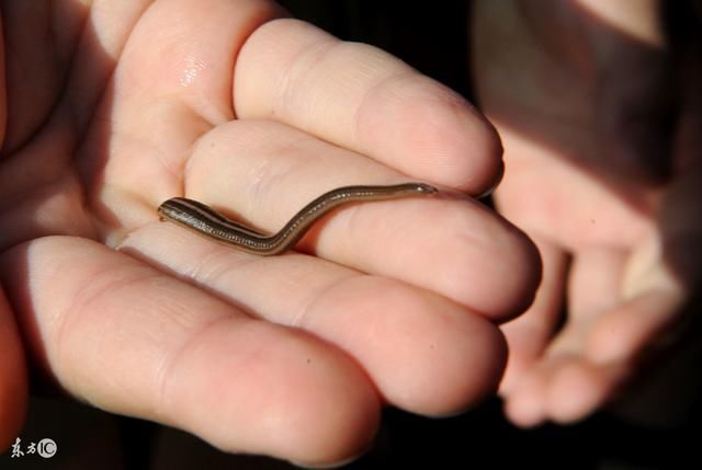 把蚂蟥烧成灰,放进水里发生的怪事