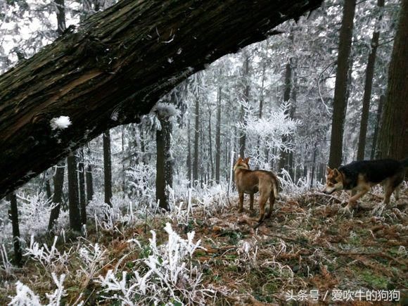 两狗打架主人被咬,这要打狂犬疫苗吗?你要不是