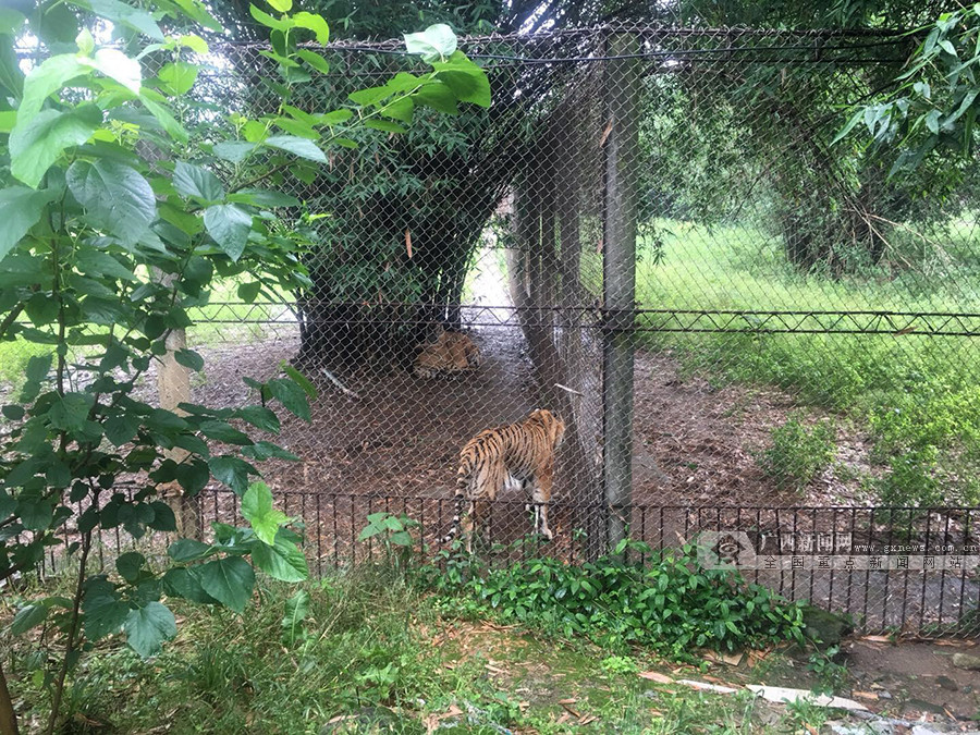 图为桂林雄森熊虎山庄的老虎.记者 陈创明摄