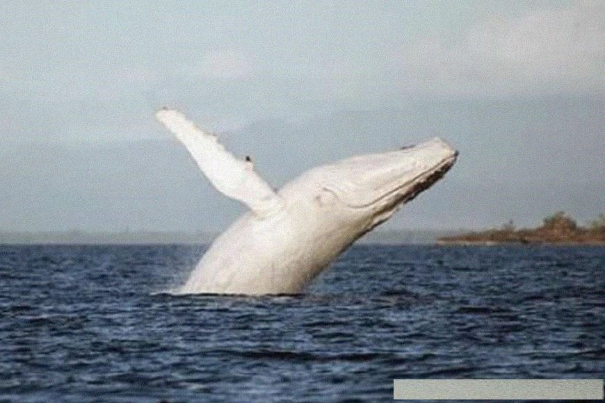 地球上五种稀奇的动物,最后一种黑蓝虎消失近