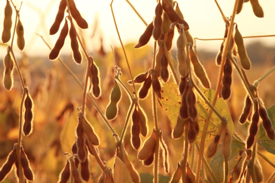 中国首次进口阿根廷豆油却遭旱灾,巴西供不应