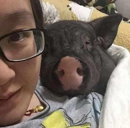美女与200斤重的猪同床共枕 美女每天和猪睡在一起而爆红