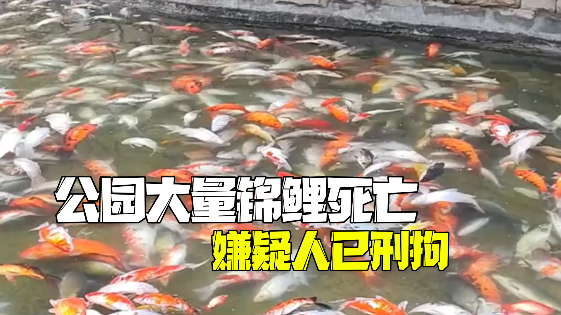 警方通报重庆观音桥锦鲤大量死亡:嫌疑人投放蔬菜杀虫剂,已刑拘 警方通报重庆观音桥锦鲤大量死亡:嫌疑人投放蔬菜杀虫剂,已刑拘