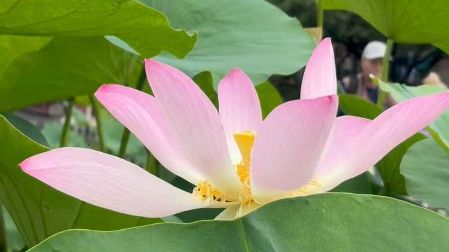 莲花池公园又上大分！800多年前的古莲子成功培育开花