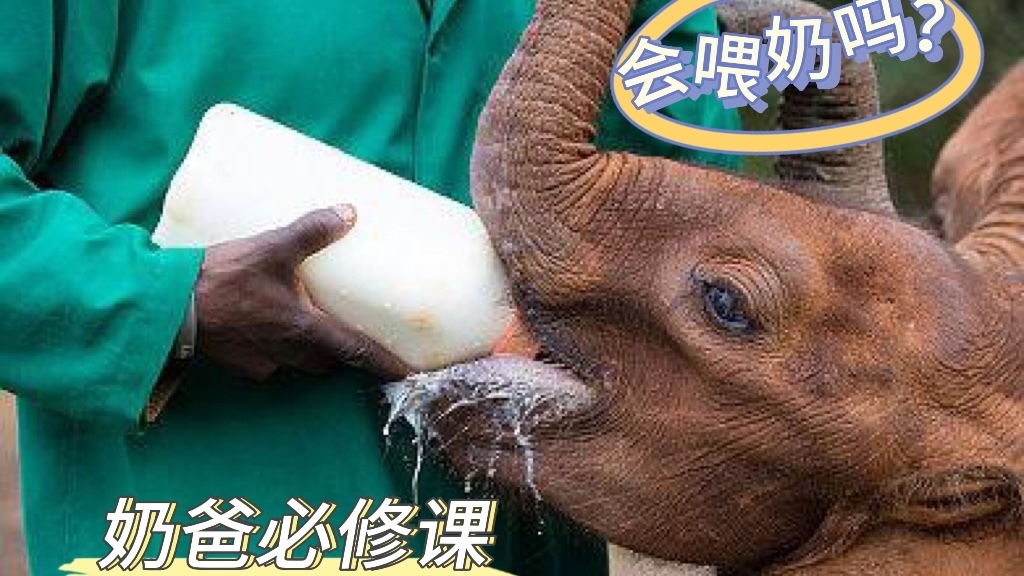 高萌瞬间！小狮子的吃奶时刻～