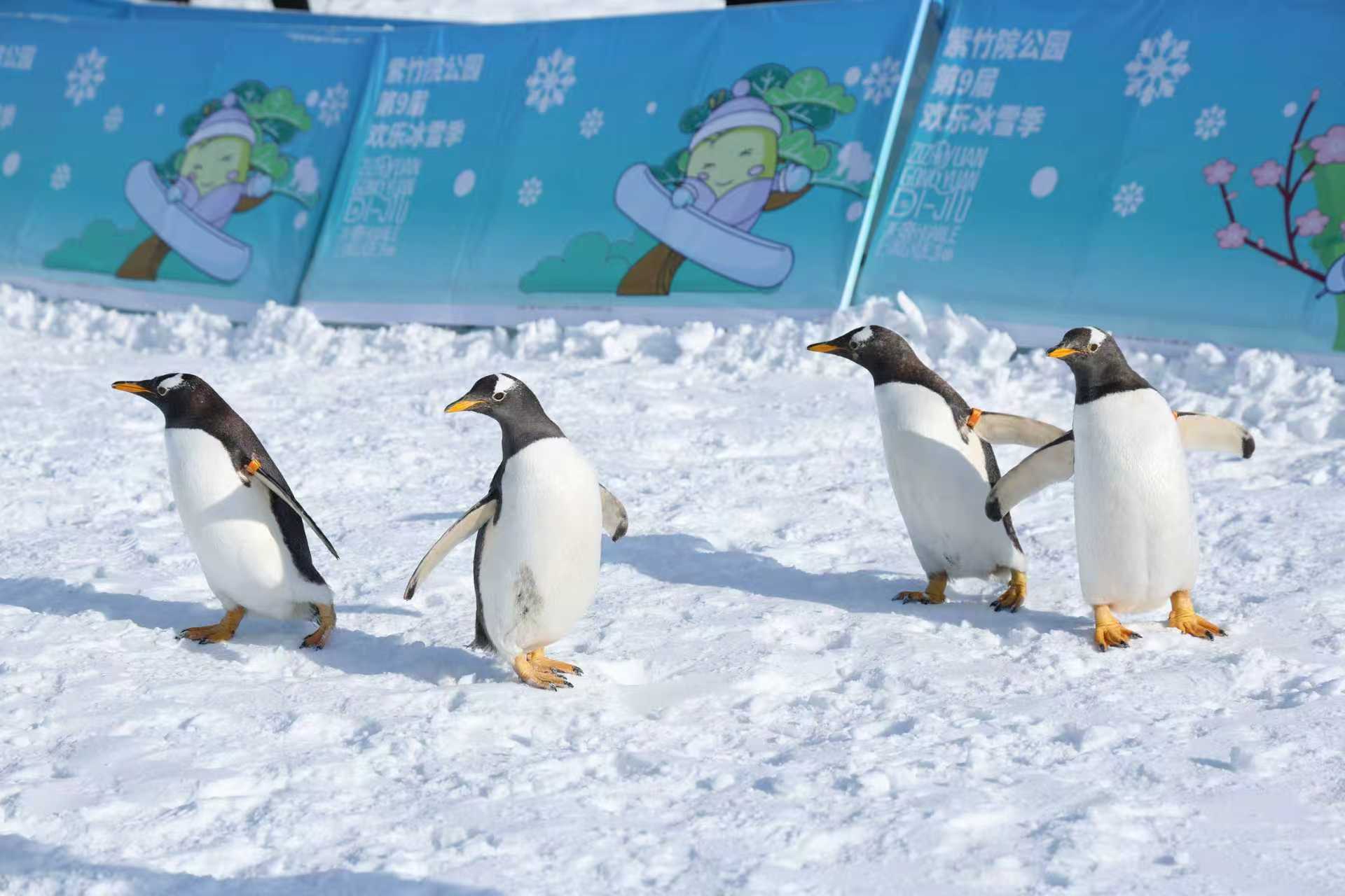 “园趣中国年” 元旦期间全市公园景区85项生态文化活动陪您跨年迎新