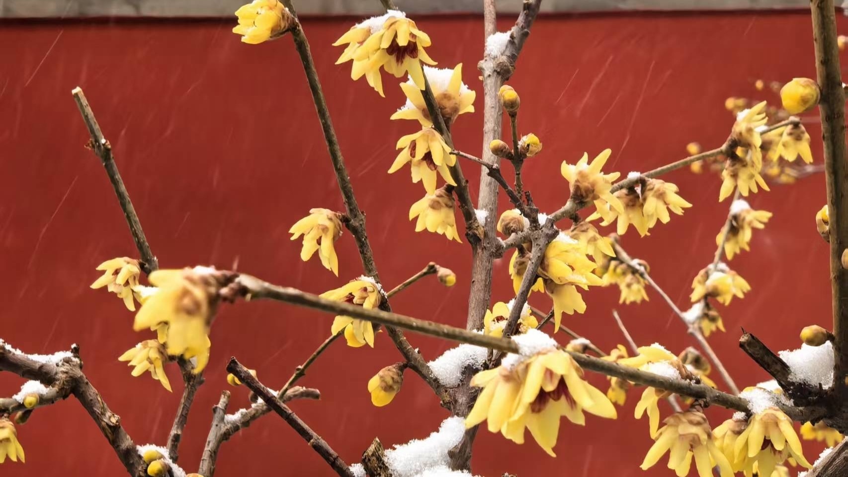 不是每年都能遇见！卧佛寺踏雪寻梅