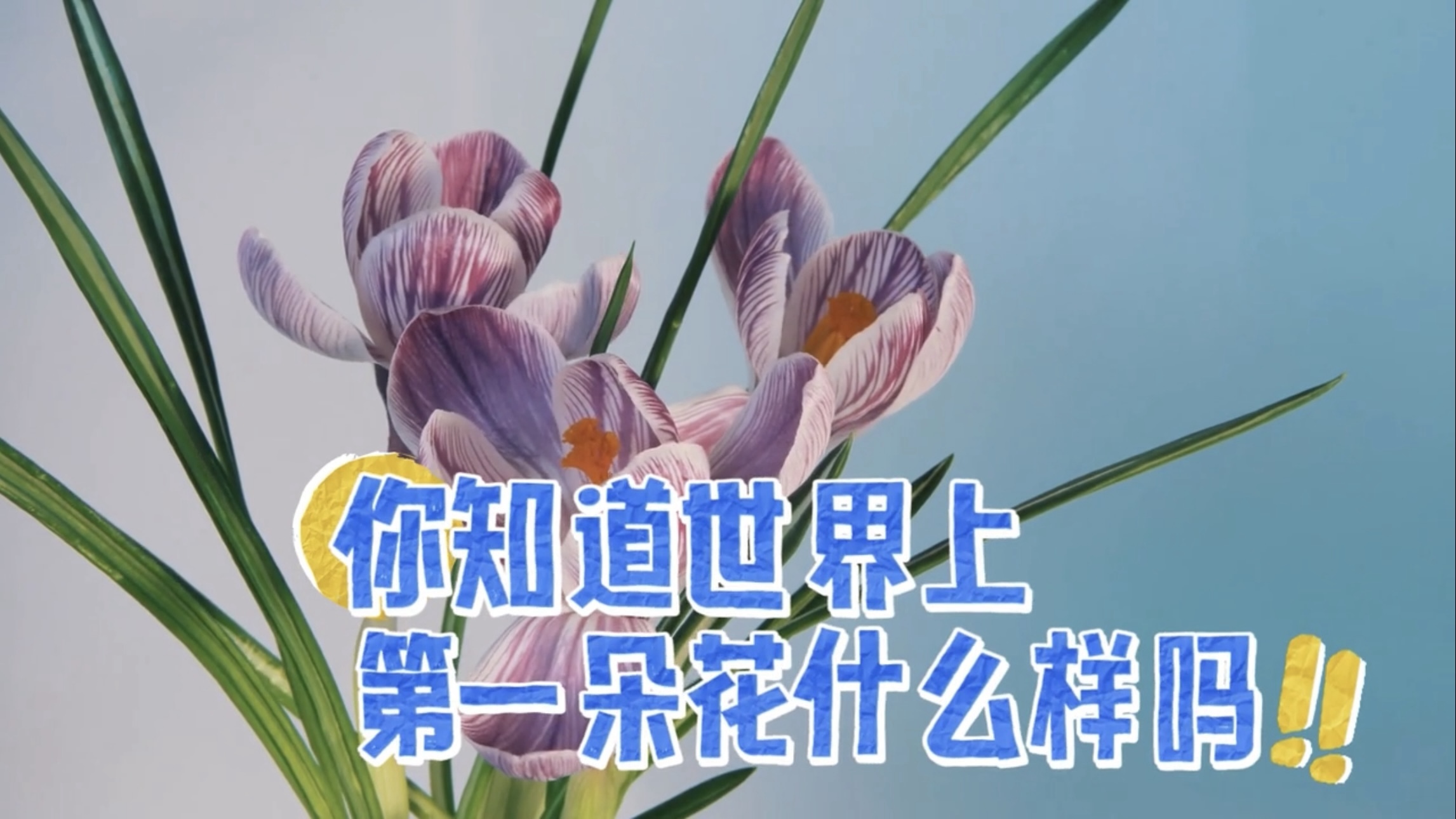 世界上第一朵花在中国盛开,你知道吗? 世界上第一朵花在中国盛开,你知道吗?