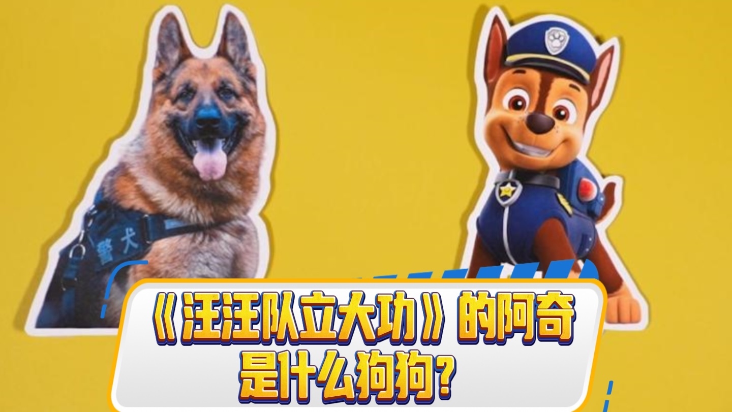 《汪汪队立大功》的阿奇是什么狗狗？