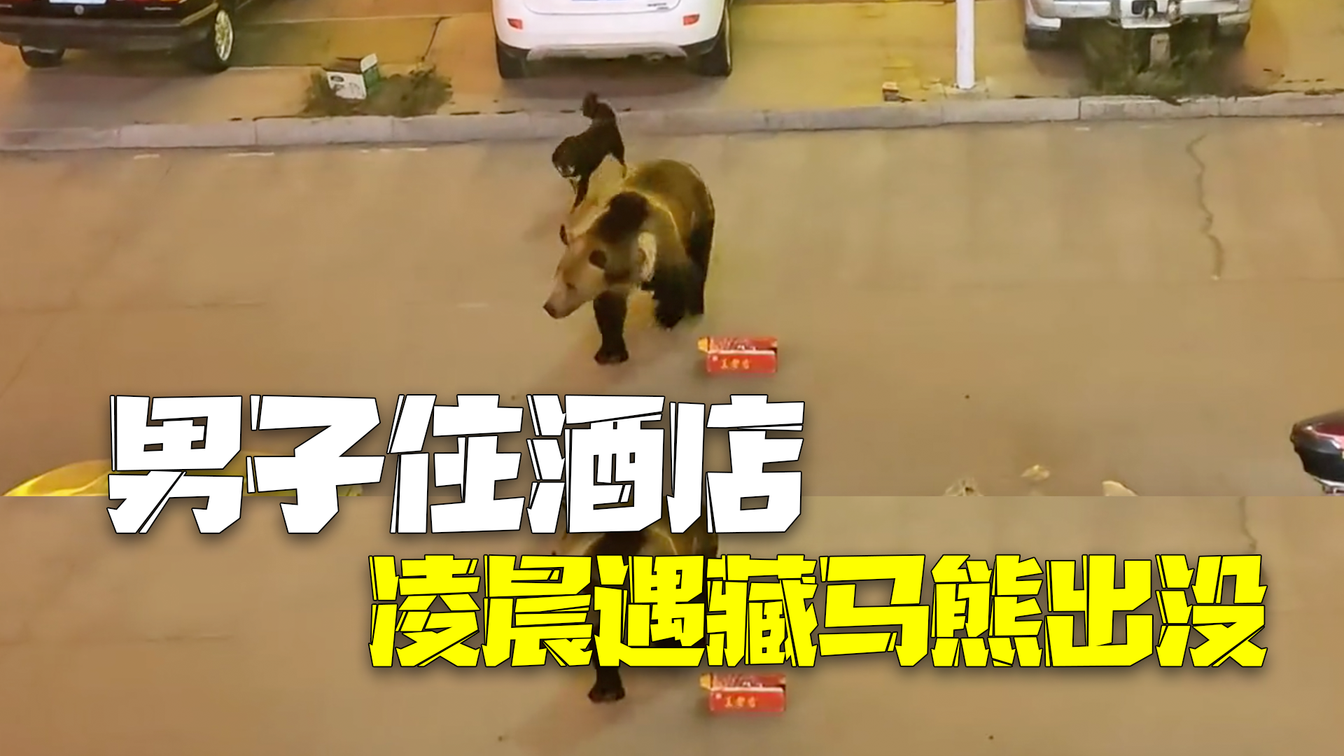男子西藏那曲住酒店凌晨遇藏马熊组团出没