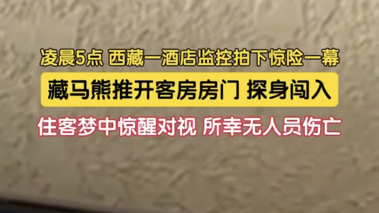 藏马熊凌晨闯酒店推开住客房门 住客被惊醒与熊对视