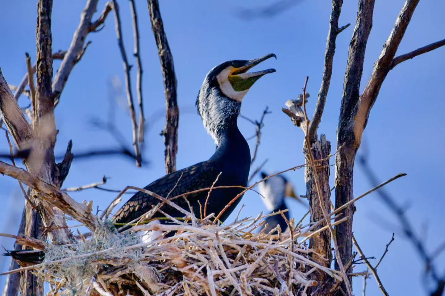 密云水库“鸟岛”3000余只候鸟陆续进入繁殖期