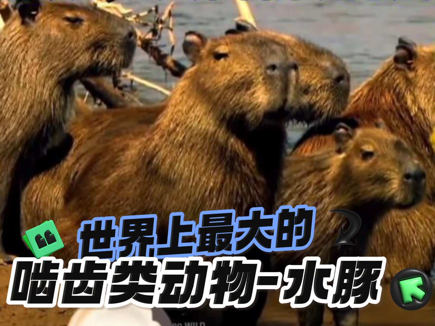 世界上最大的啮齿类动物—水豚