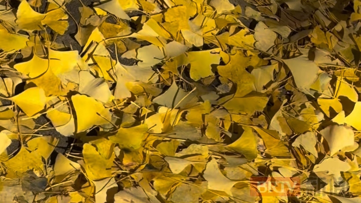 漂亮！这座城市决定落叶先不扫了