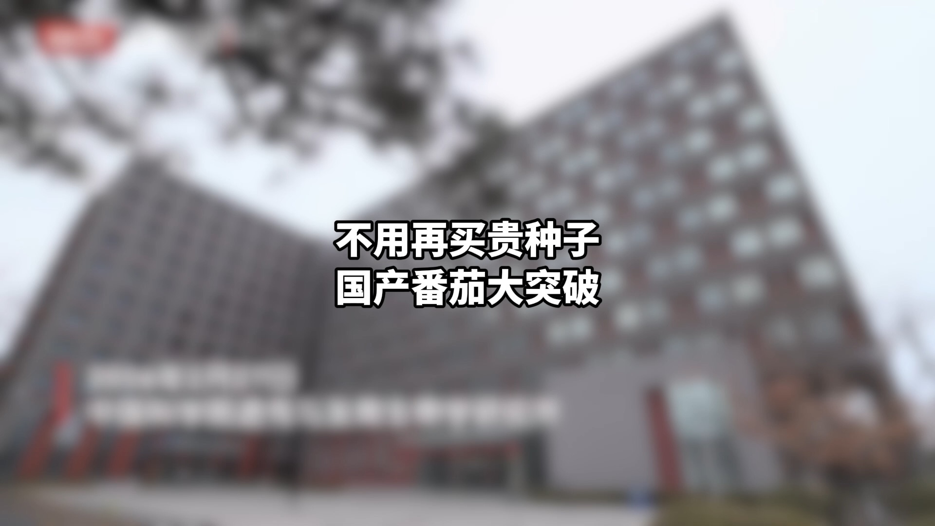 不用再买贵种子,国产番茄大突破 不用再买贵种子,国产番茄大突破