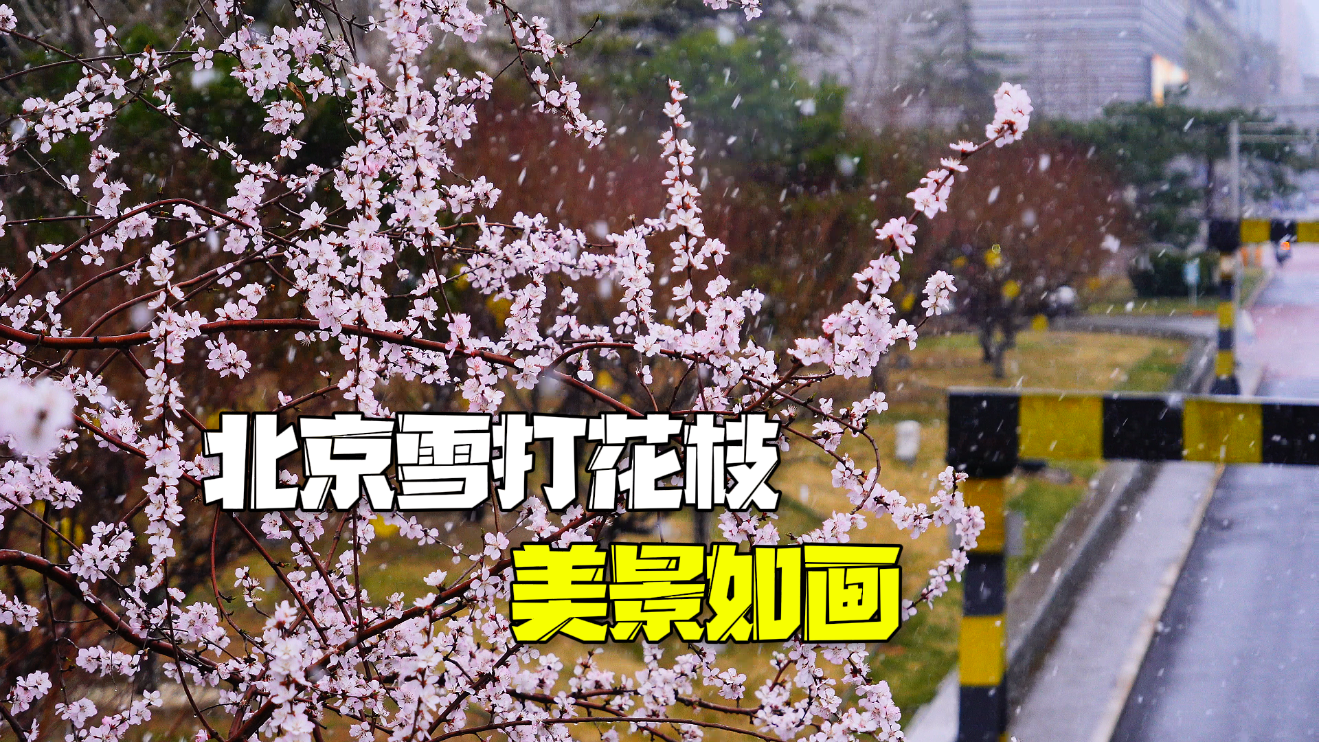 这个春天，北京有了专属浪漫