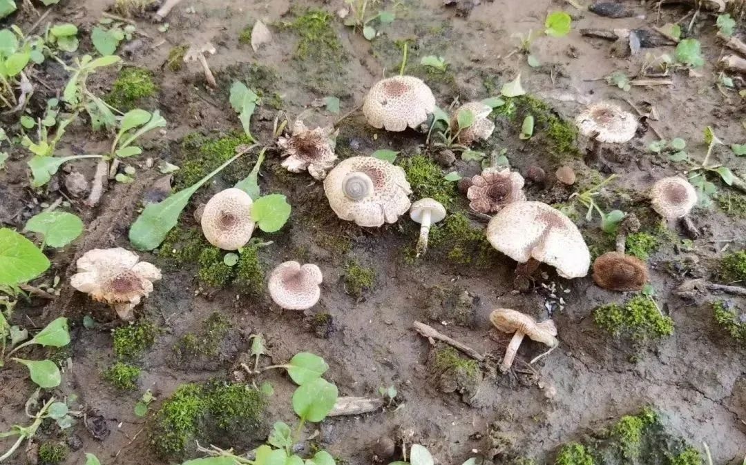 北京市卫健委紧急提醒：近期大量出现野生蘑菇，可致人中毒