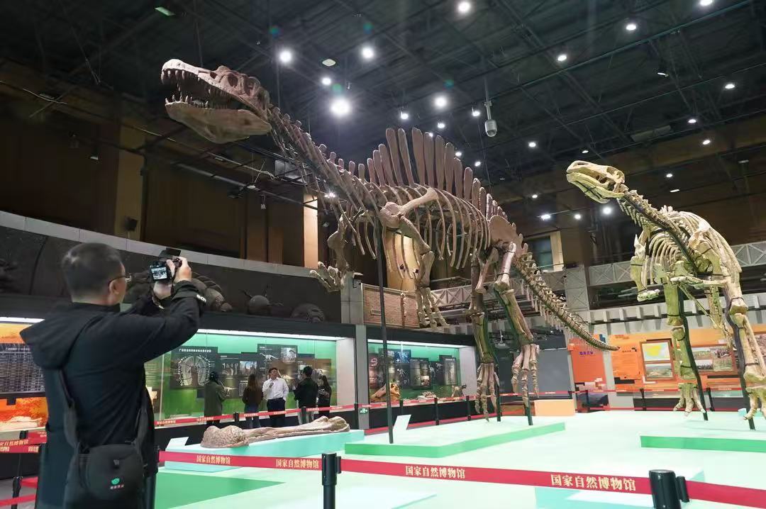 自然博物馆“桂地寻龙”珍贵化石揭开远古生物谜团 自然博物馆“桂地寻龙”珍贵化石揭开远古生物谜团