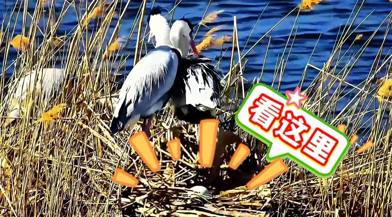 延庆野鸭湖喜迎“苍鹭夫妇”今春“首蛋”！