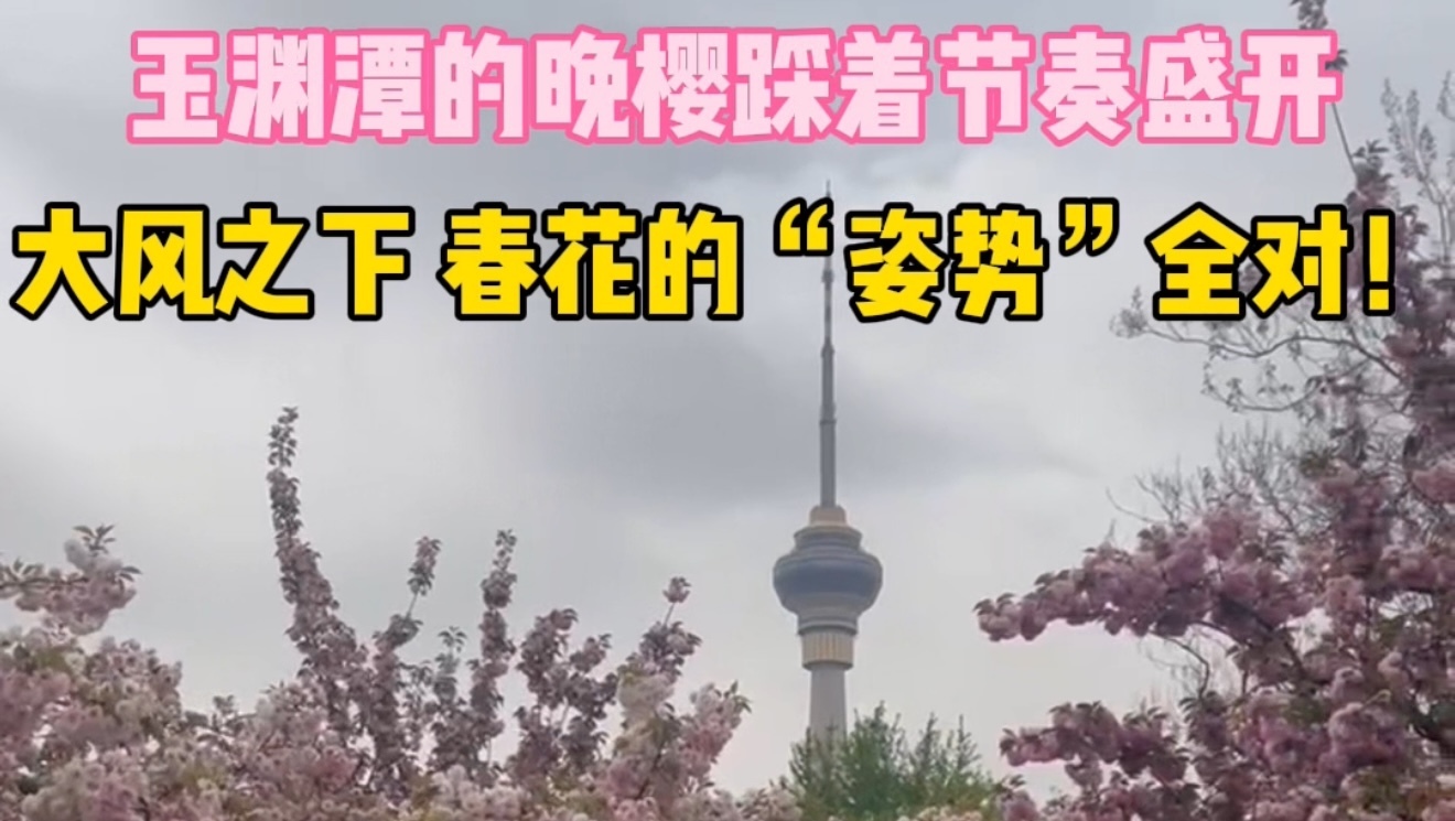 谁说北京的春花被大风刮跑了?玉渊潭晚樱“姿势”全对 谁说北京的春花被大风刮跑了?玉渊潭晚樱“姿势”全对