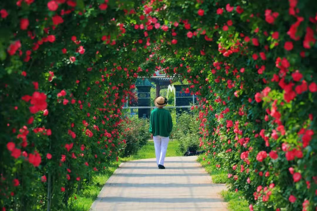 大兴月季绽放国际舞台花卉产业赋能城市蝶变 大兴月季绽放国际舞台花卉产业赋能城市蝶变