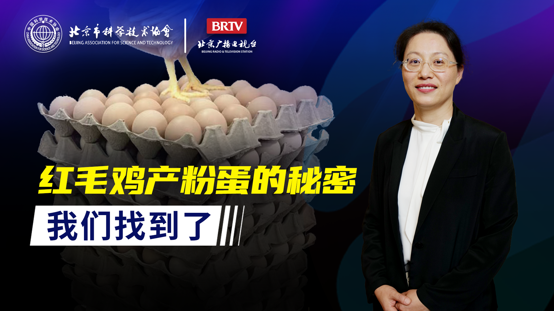 红毛鸡产粉蛋的秘密，我们找到了！