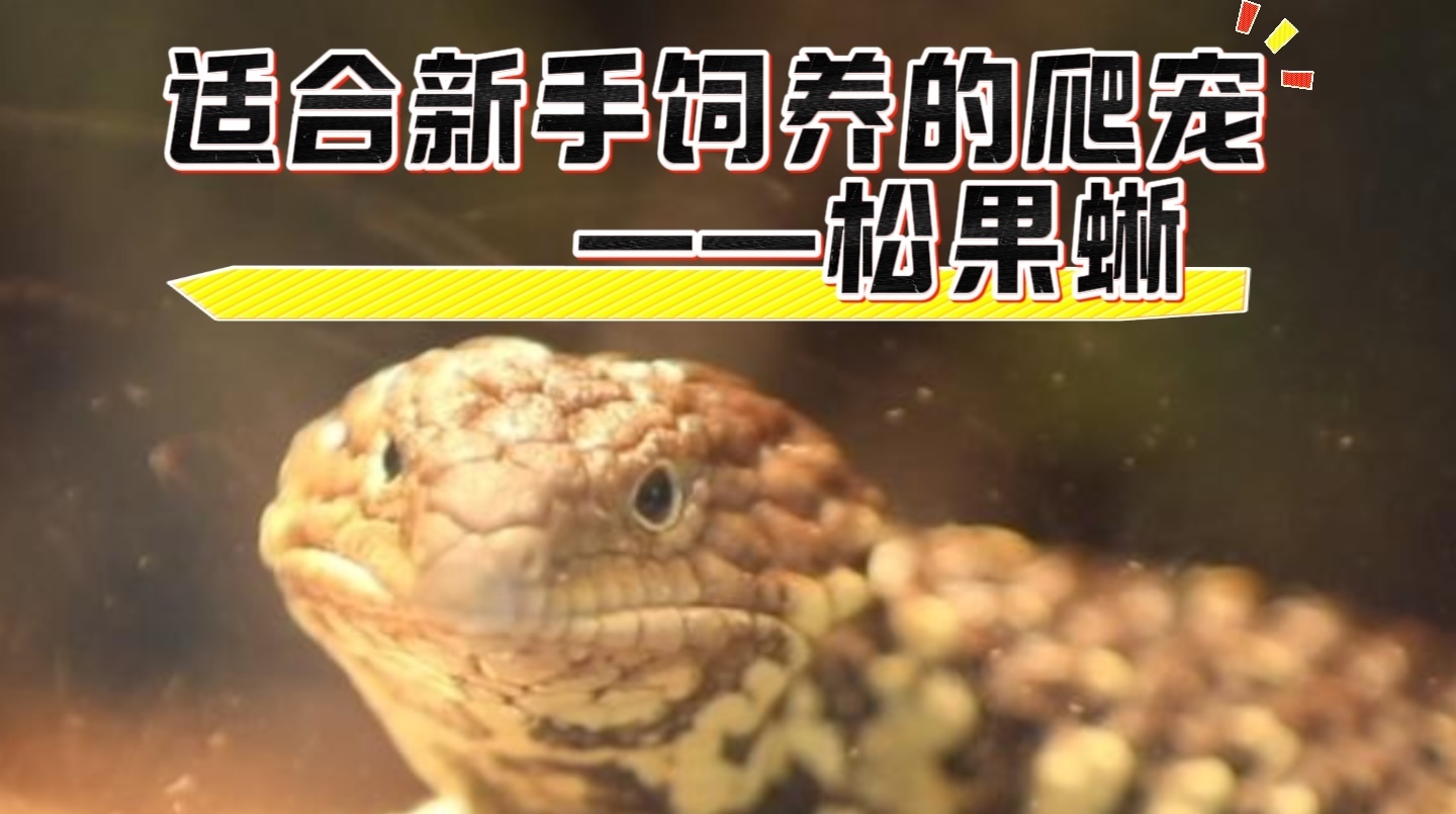 适合新手饲养的爬宠-松果蜥 适合新手饲养的爬宠-松果蜥